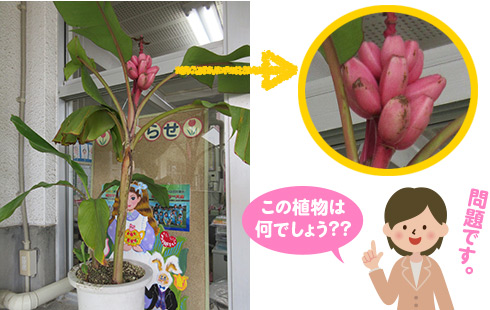 問題です。
この植物は何でしょう？？